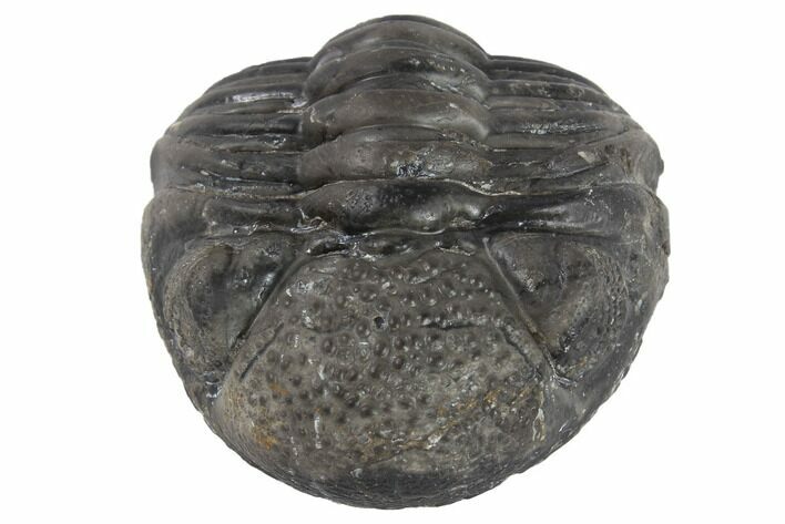 Bargain, Wide Enrolled Pedinopariops Trilobite #86549
